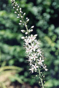 Lysimachia ephemerum